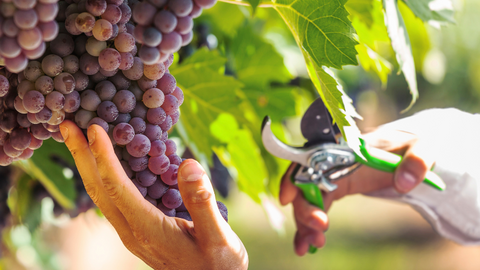 vendemmia come e quando si fa