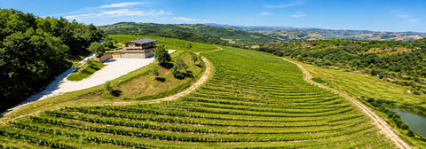 VI.NI.CA SOCIETA AGRICOLA
