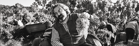 CANTINA FILIPPI