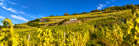 WEINGUT IMMICH-BATTERIEBERG