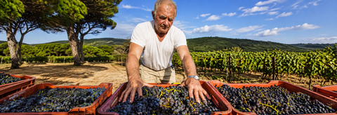 FATTORIA DELLE RIPALTE