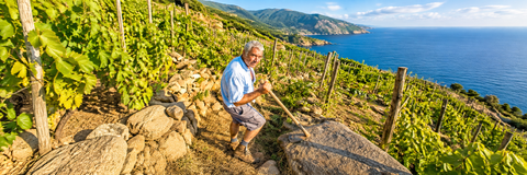 FAMIGLIA CARFAGNA VIGNAIOLI